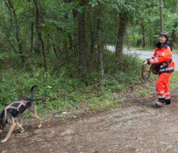 Hund nach dem Ansatz