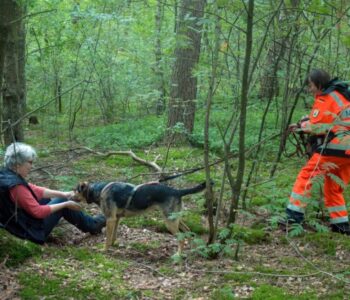 Der Hund findet eine Person